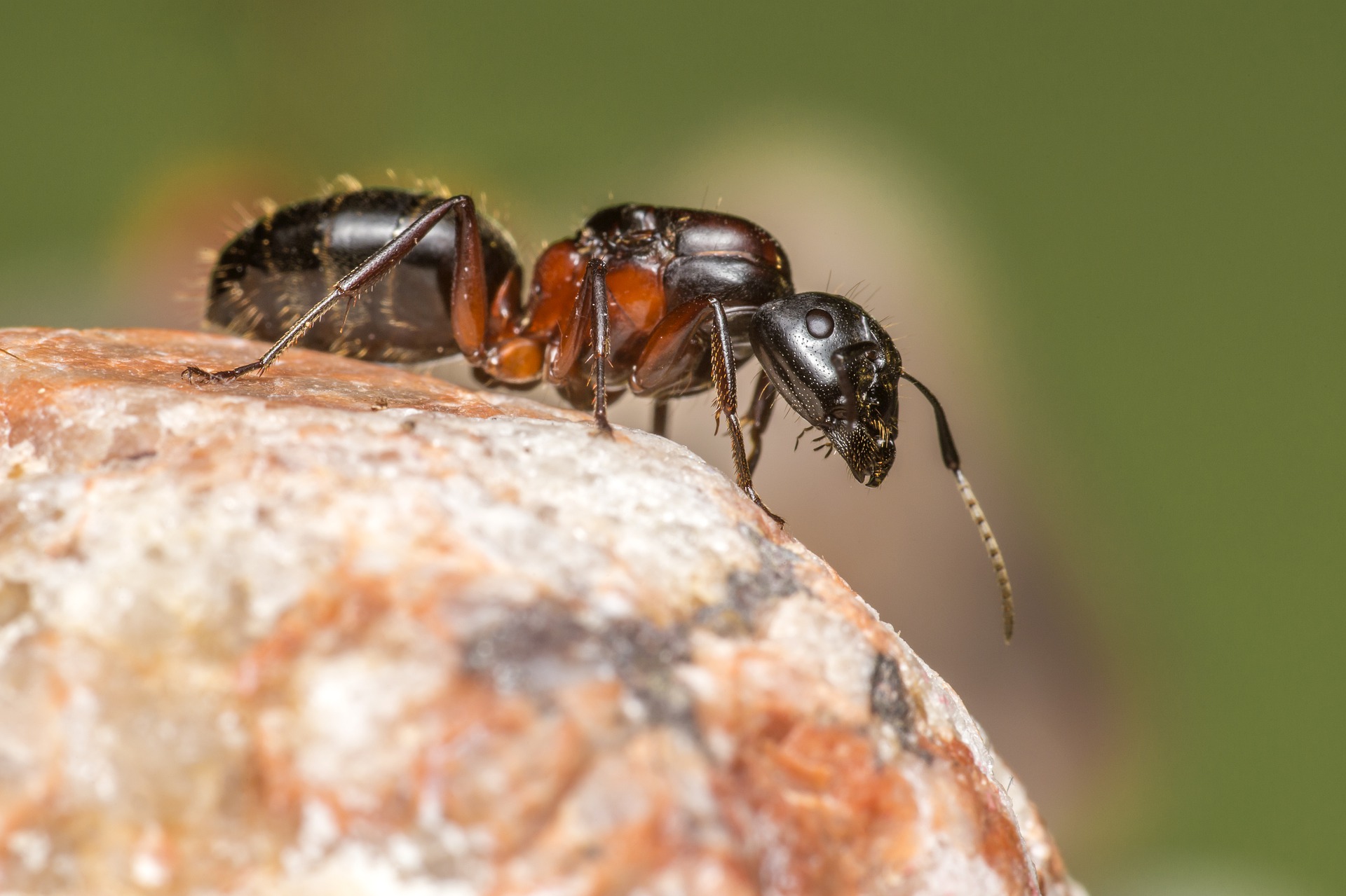 close-up of an ant
