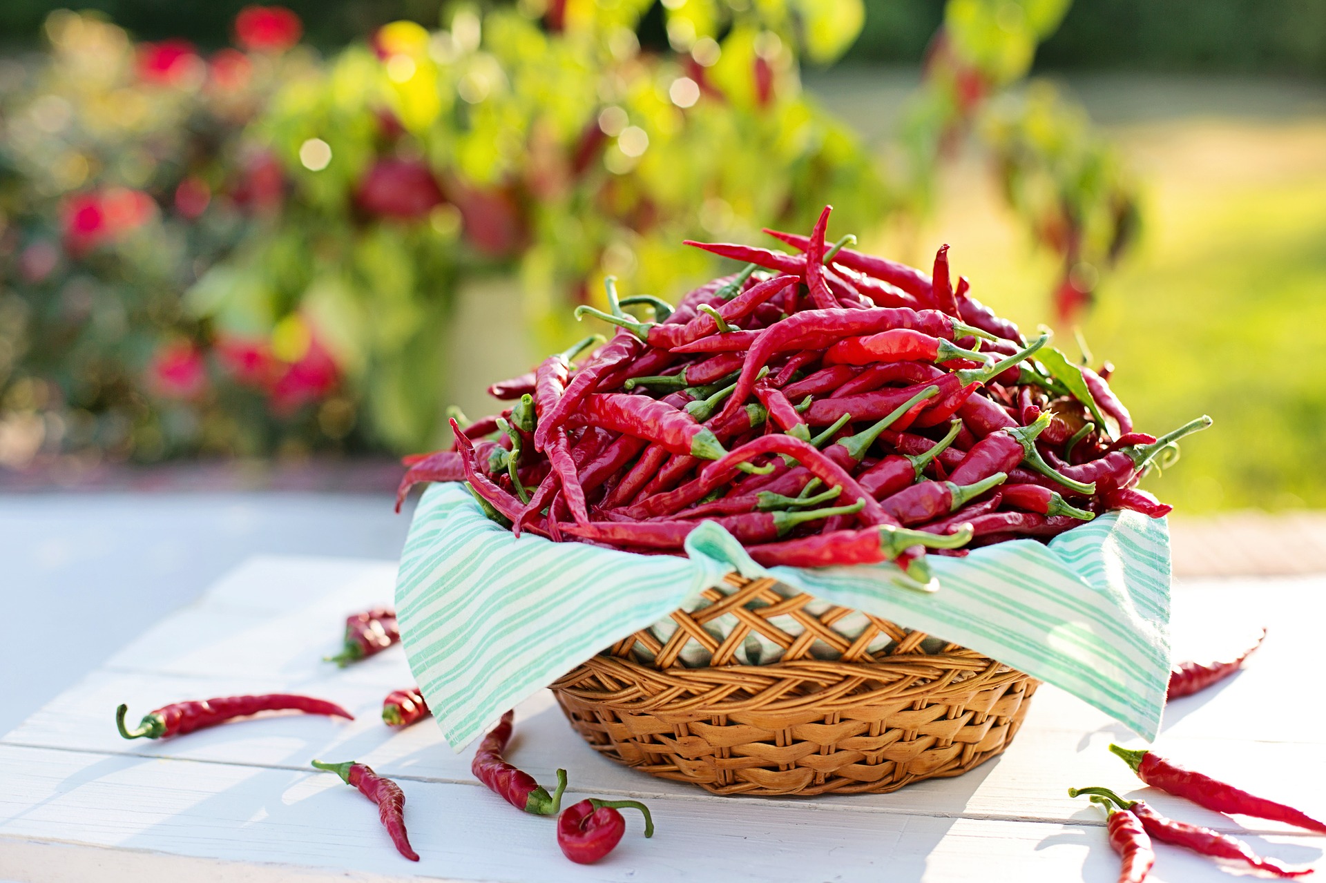 bowl of just chillies