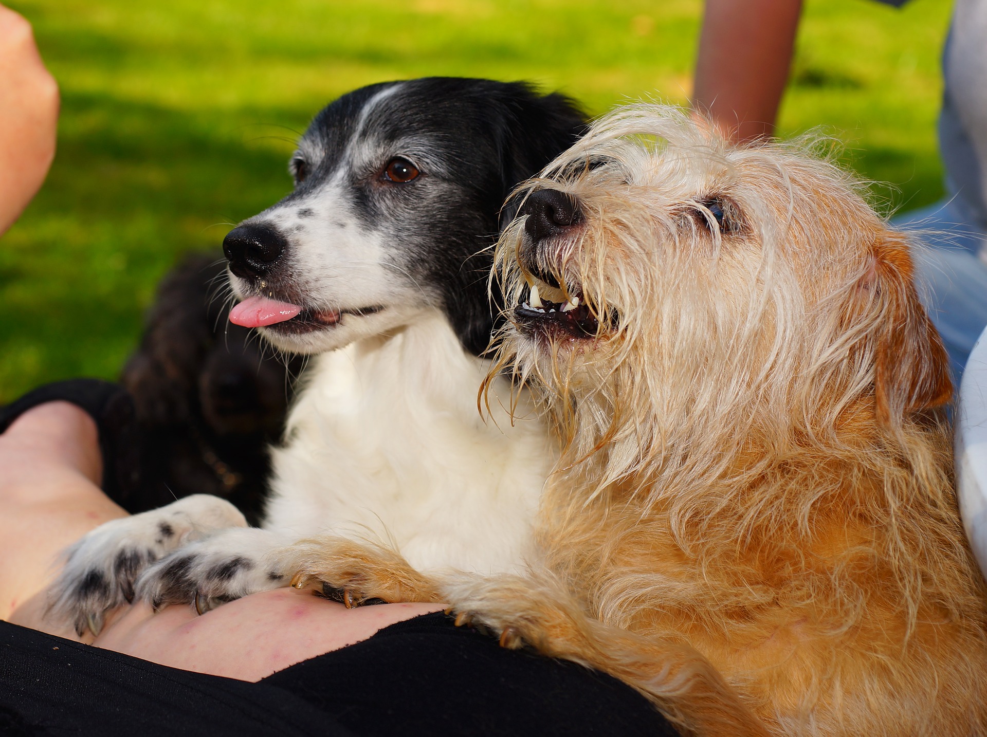 dogs begging for food