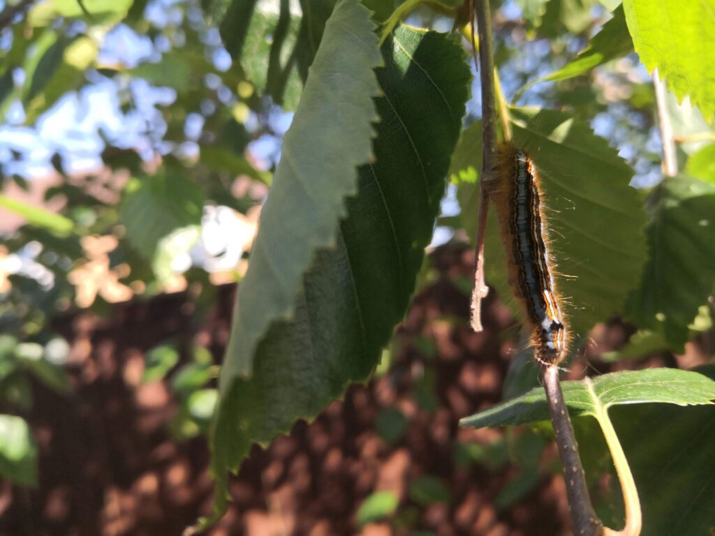 an exotic looking caterpillar (I kept it in a jar for a while. Turned out to be a plain brown moth)