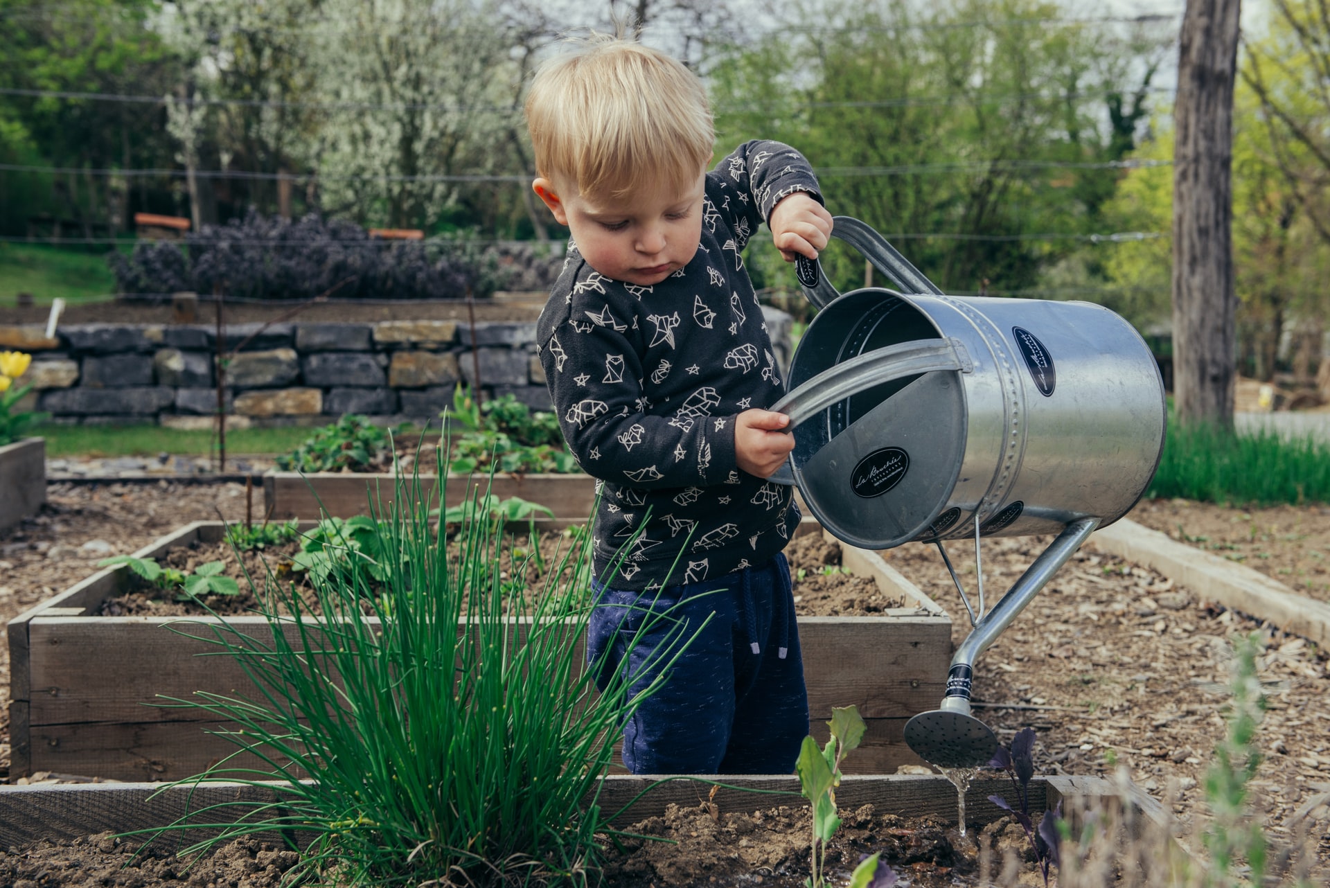 young child watering plot