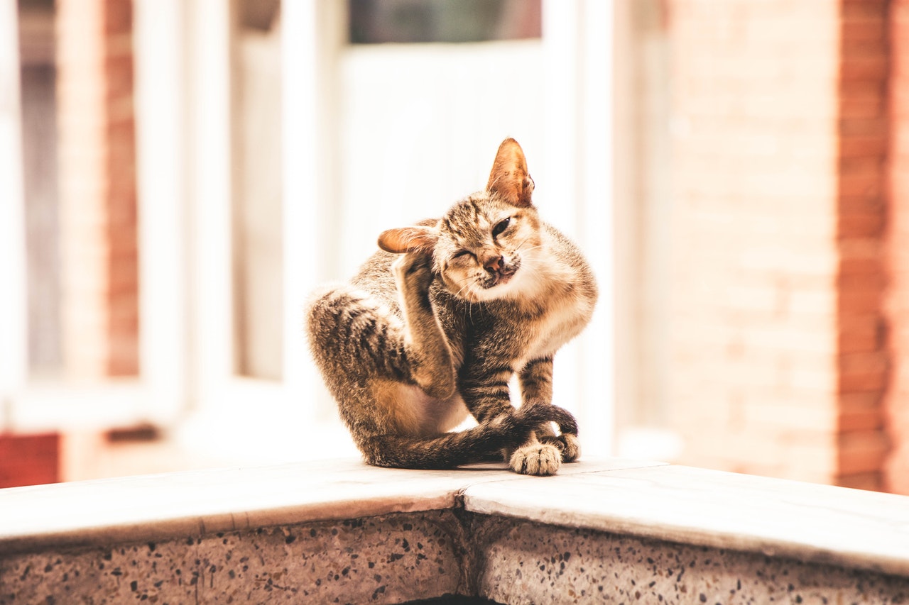 cat scratching