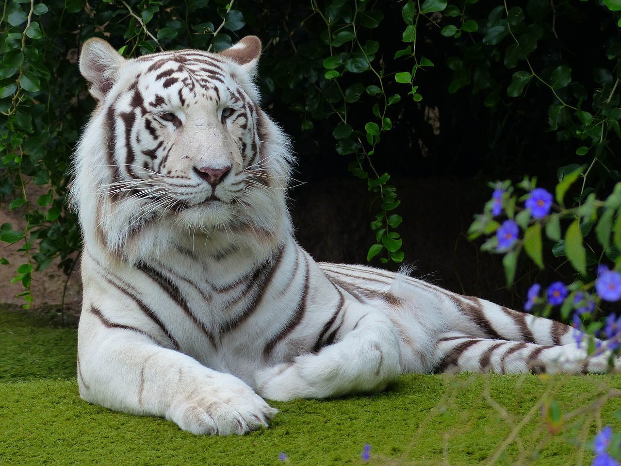 a white bengal tiger, just sat chilling
