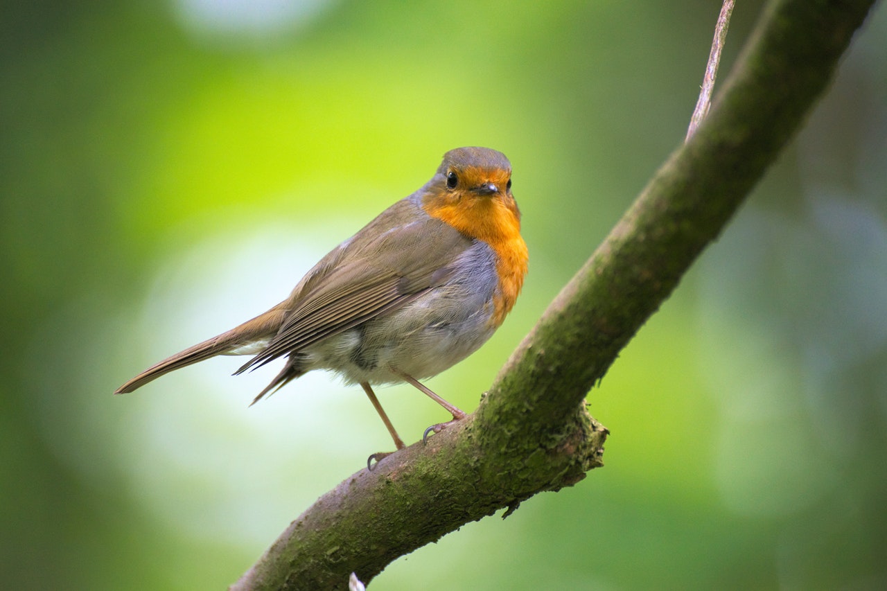 robin
