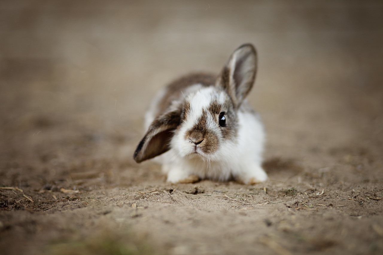 another cute bunny
