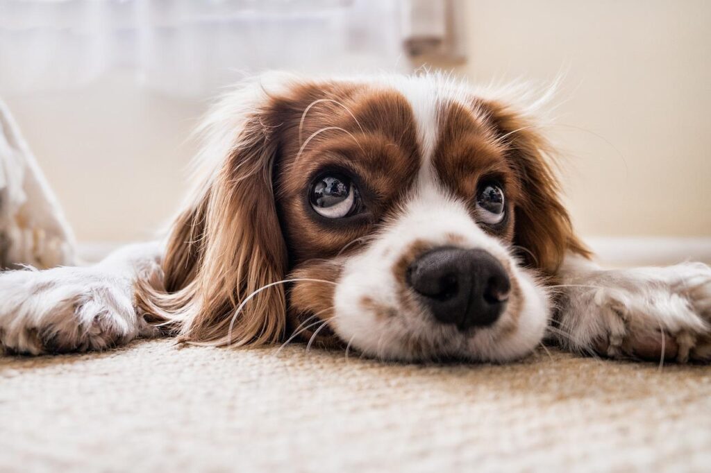 cute dog