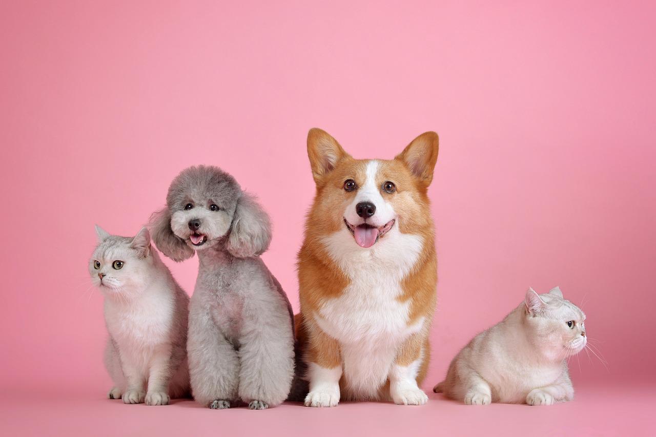 cute dogs