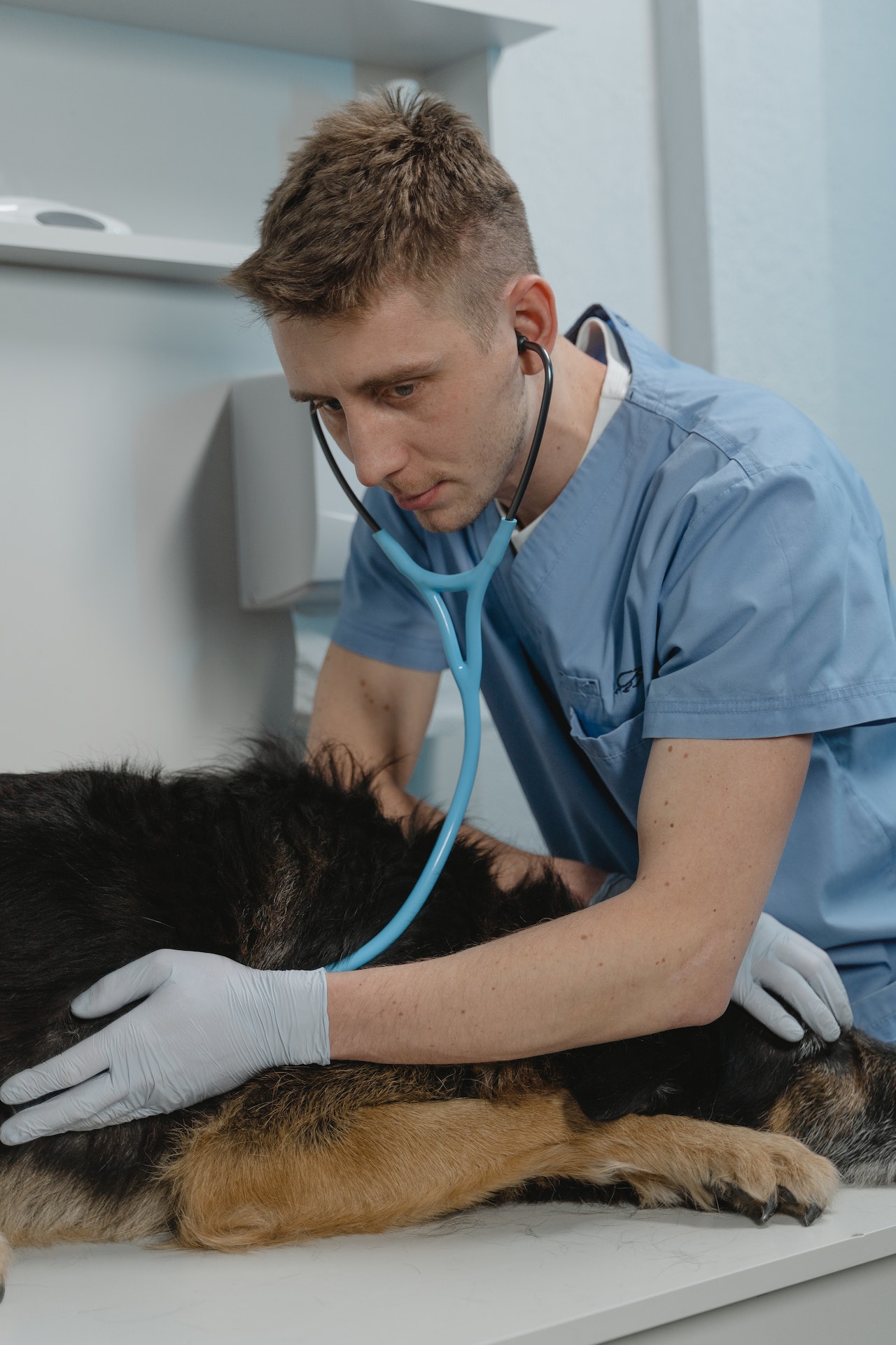 vet with dog put under