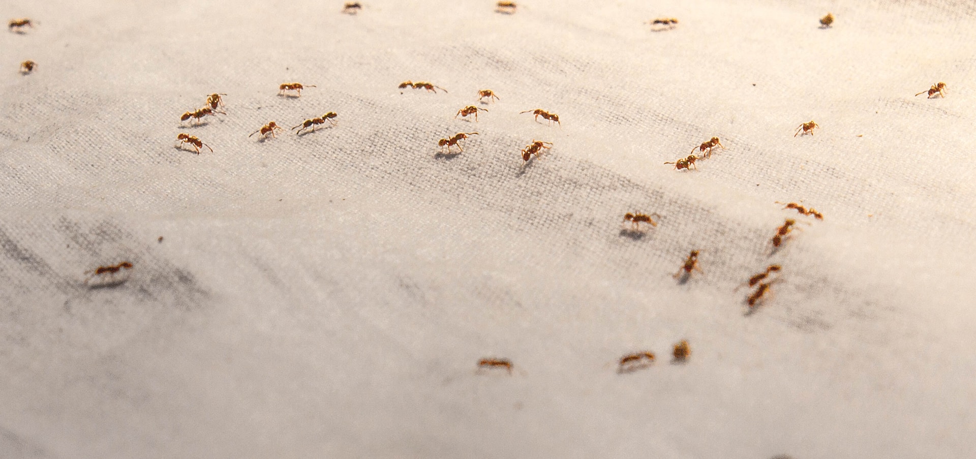 ants