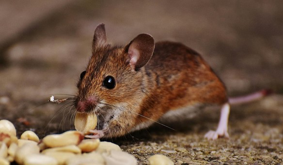 mouse having a snack