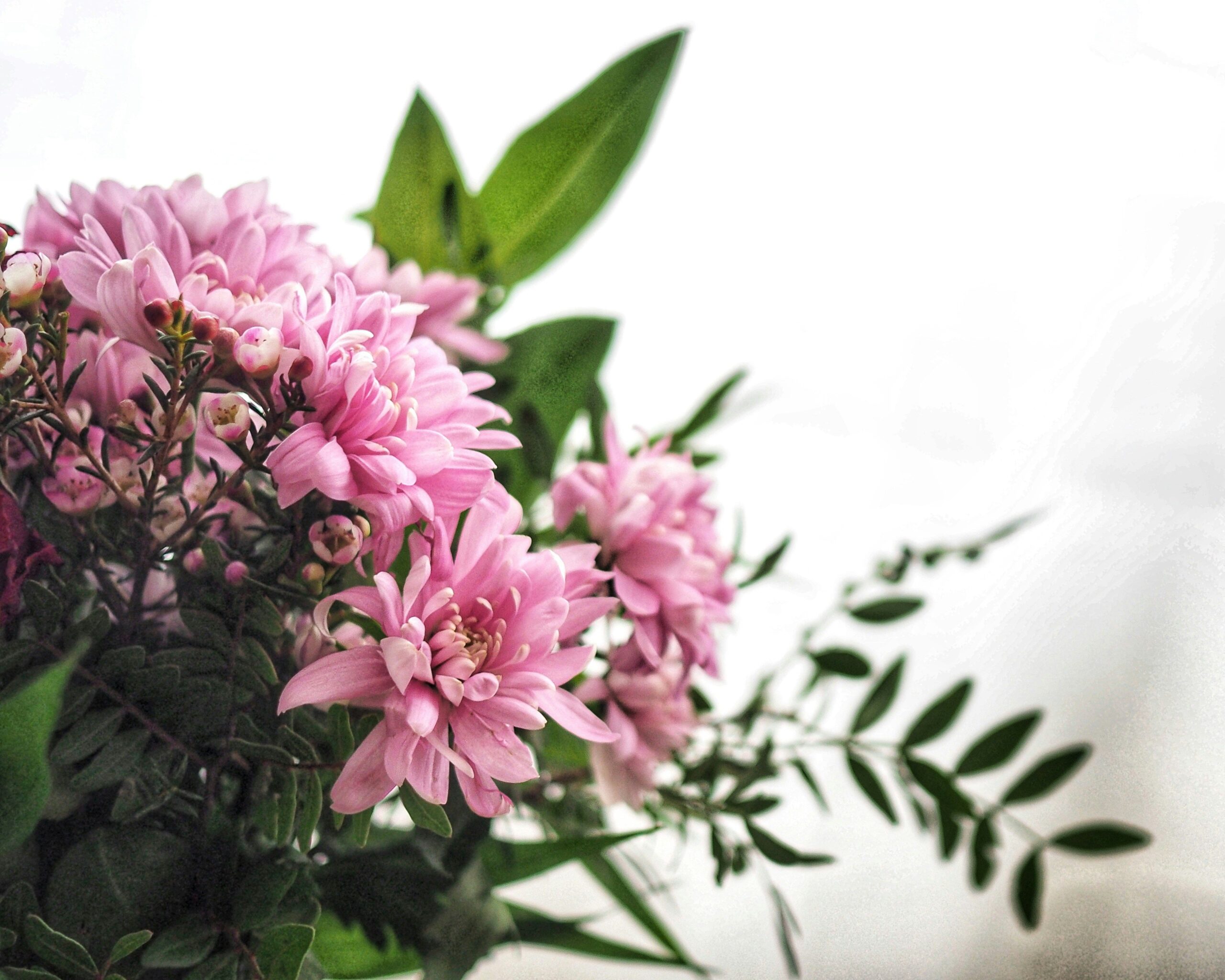 pink flwoers
